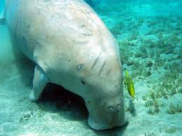 dugong marsa alam