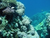 Diving Pro - pod wodą
